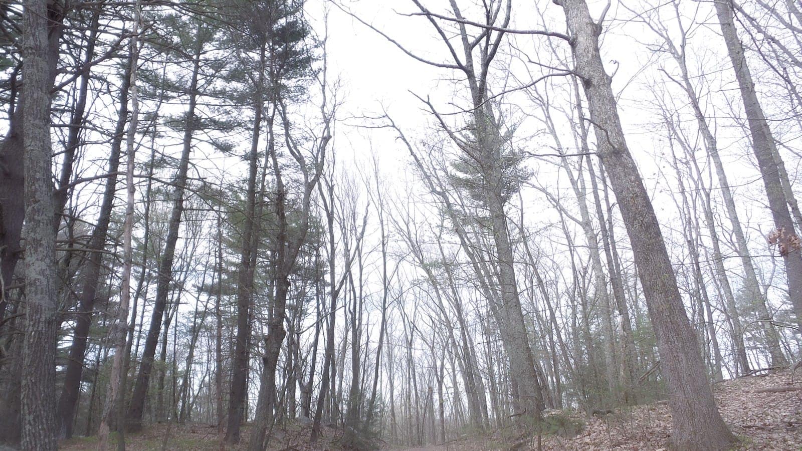 Herman Covey Wma 1 Into The Ominous Woods