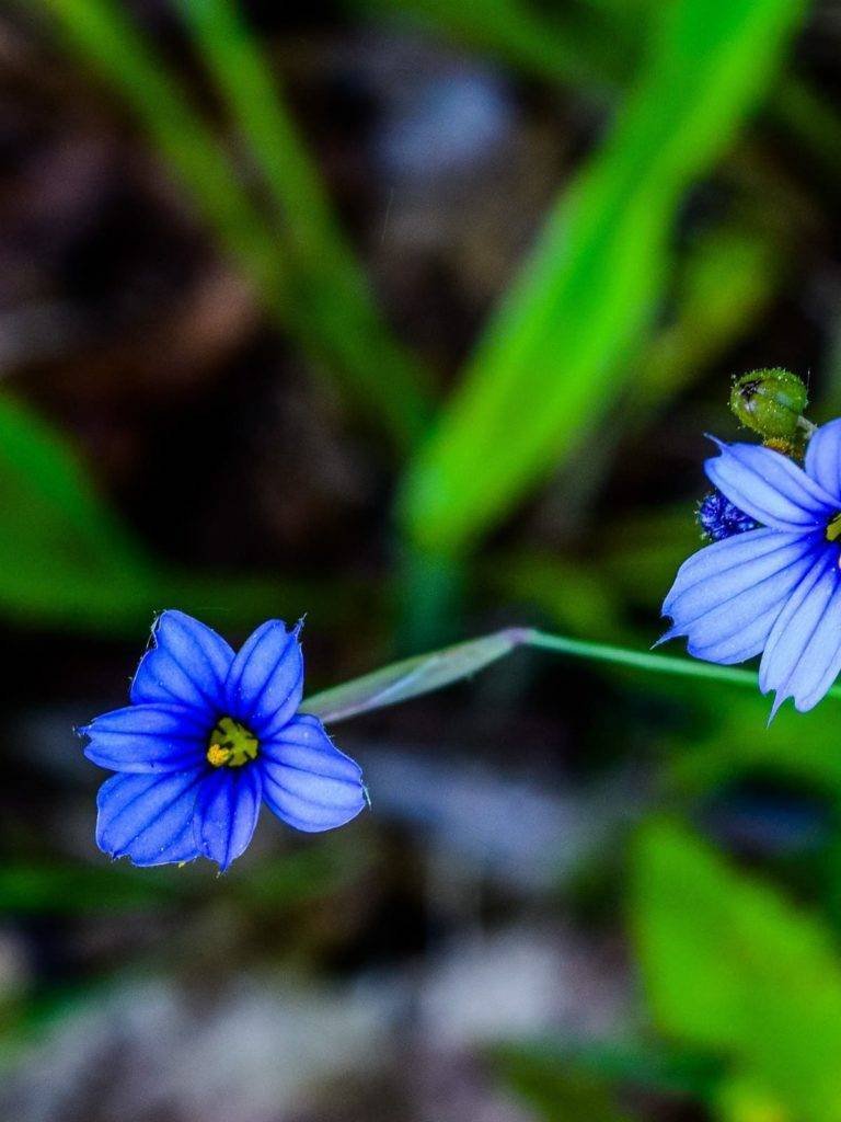 Narrow Leaf Blue-Eyed Grass