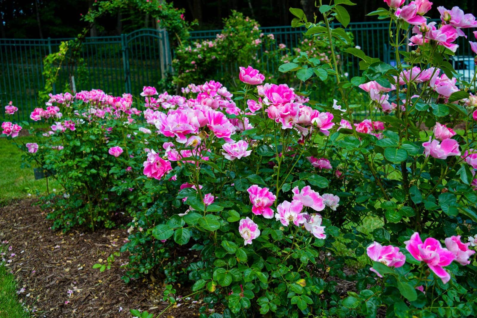 rose-garden-norwich-ct-15 - John Atkinson