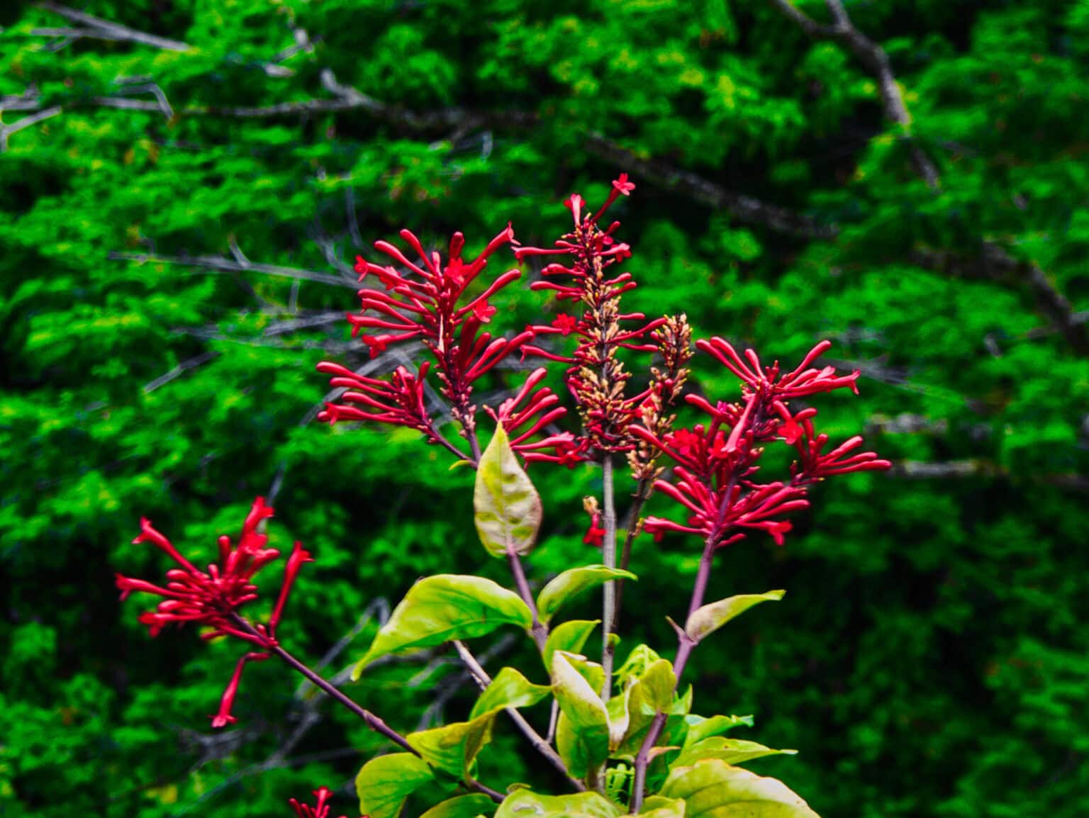 Akaka Falls State Park, Honomu, Hawai'I 4 Firespike. Native To Mexico, But Considered Exotic Rather Than Invasive To Hawaii