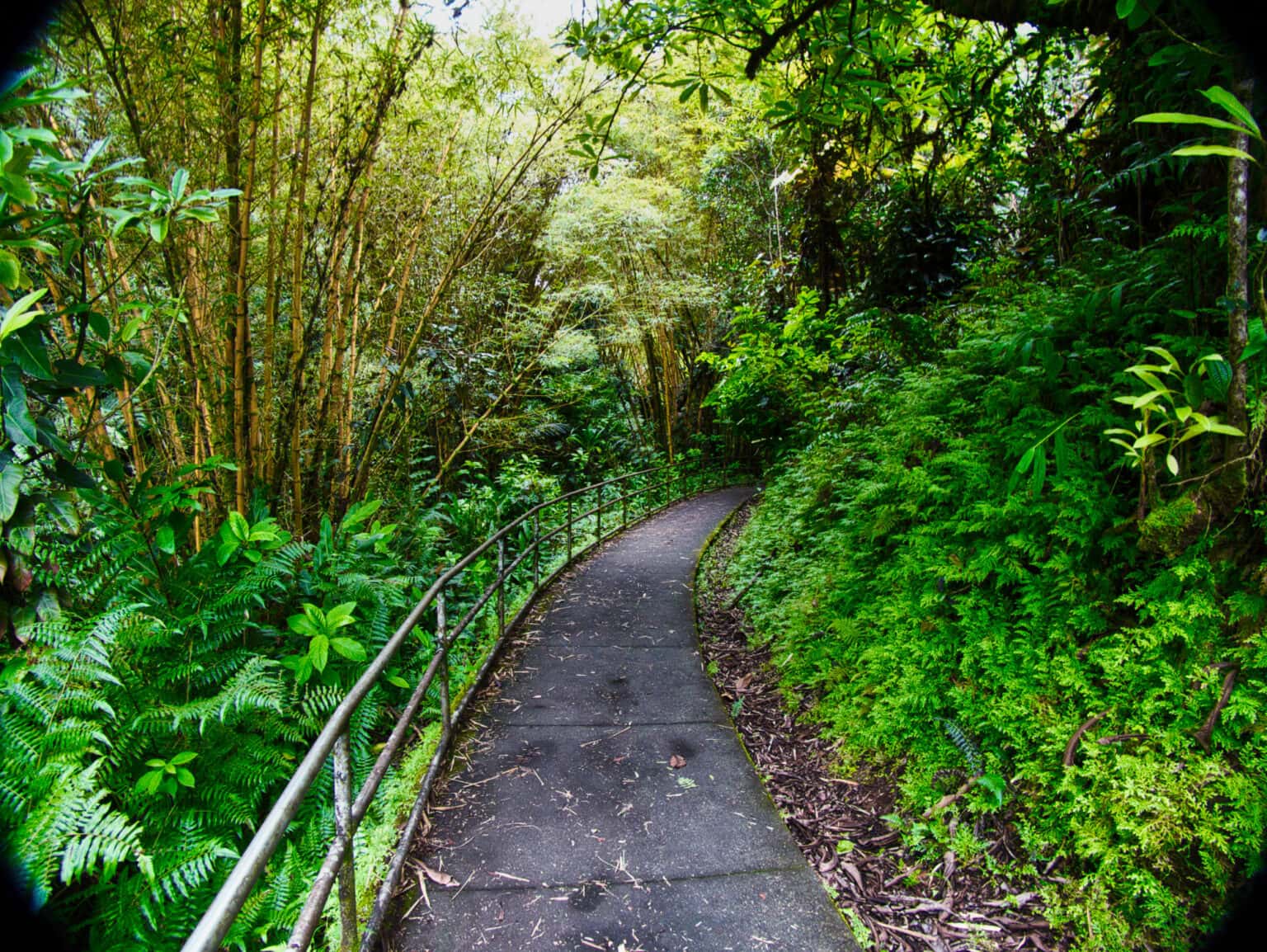 Akaka Falls State Park, Honomu, Hawai'I 3 The Trails Are Paved/Boardwalk/Stars And More Stairs